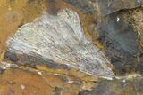 Fossil Ginkgo Leaf From North Dakota - Paleocene #145317-1